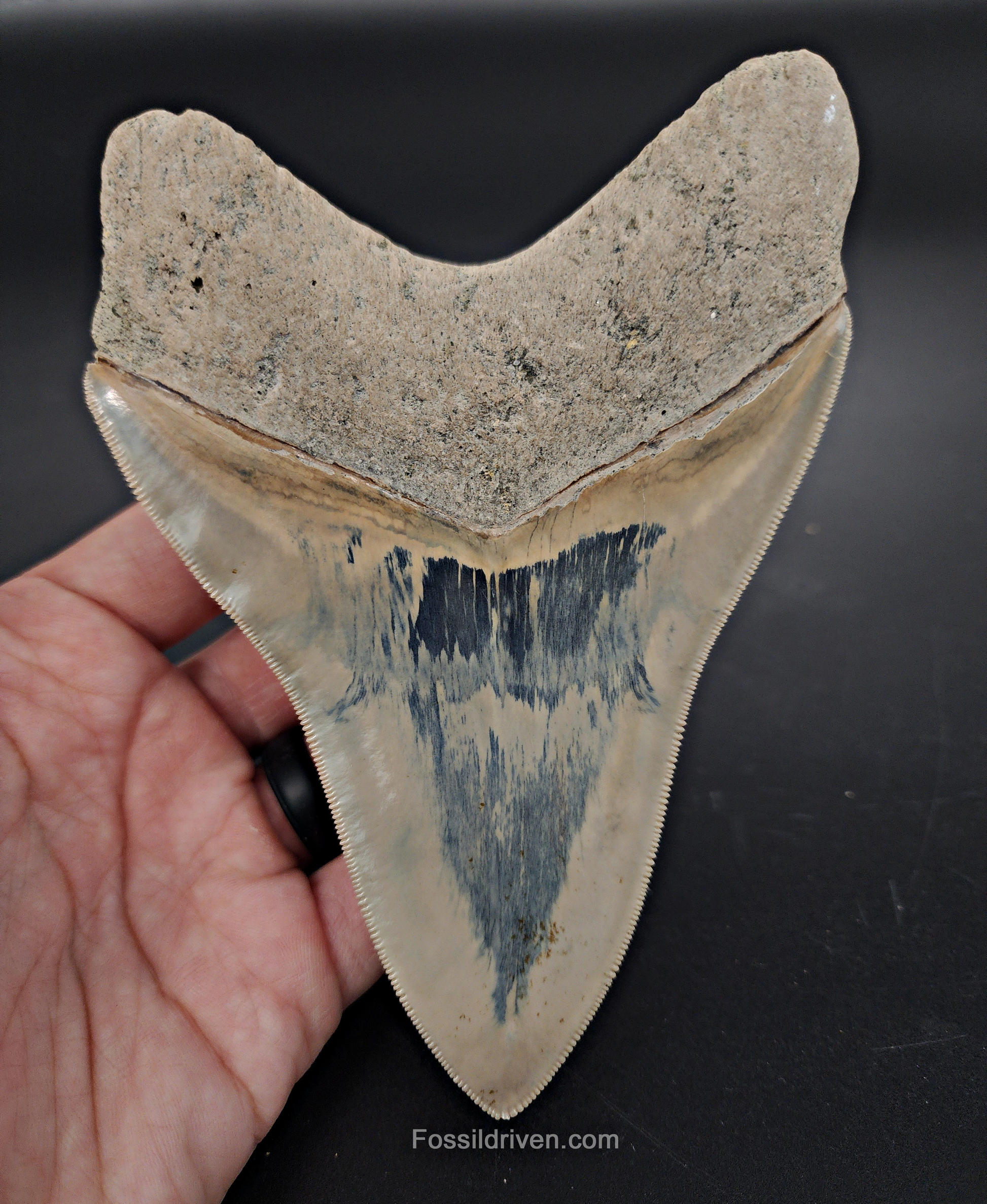 Back / root view of 5.63″ megalodon fossil tooth from Indonesia