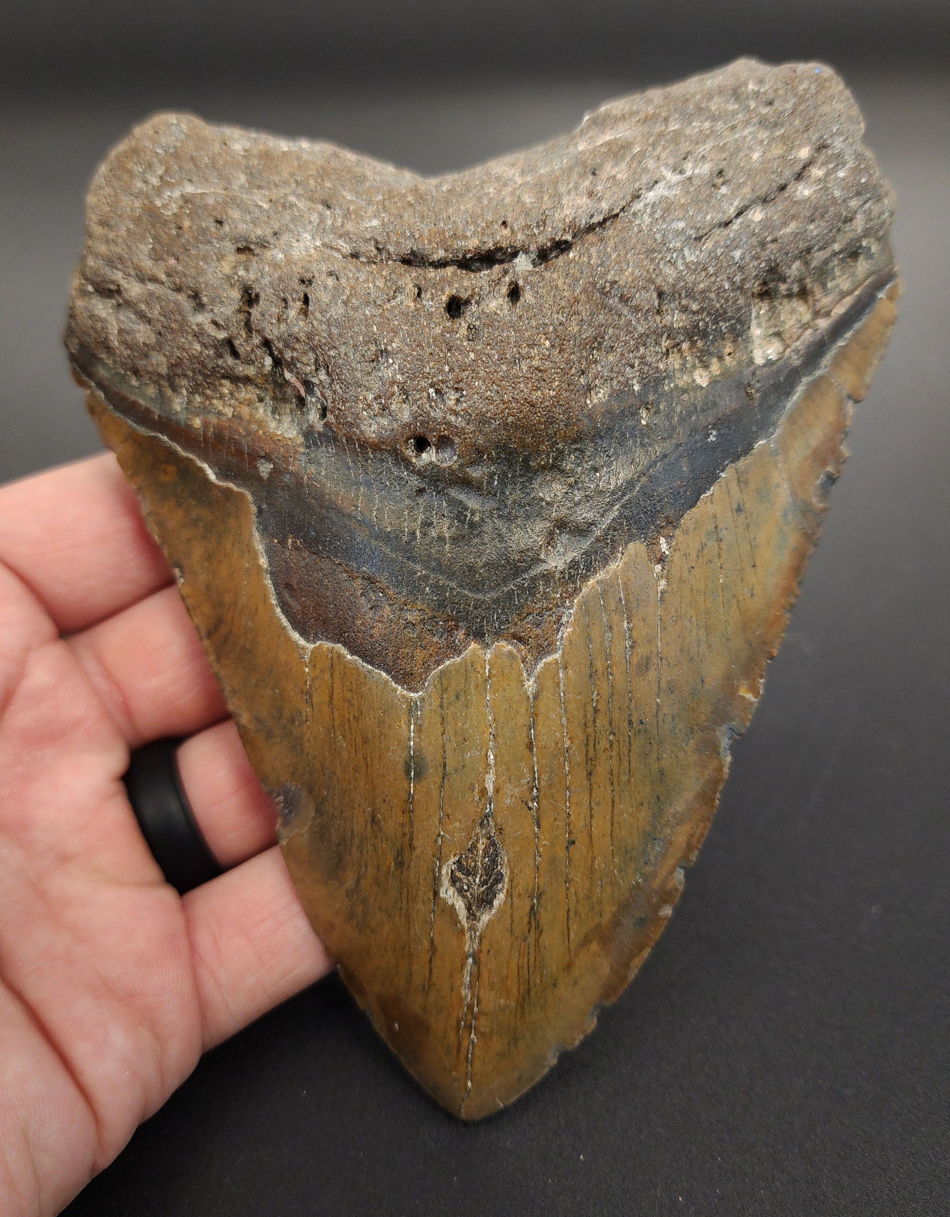 5.63 inch Megalodon tooth “Meg‑Ledge” – front view showing sharp serrations, glossy enamel sheen, and intact bourrelet