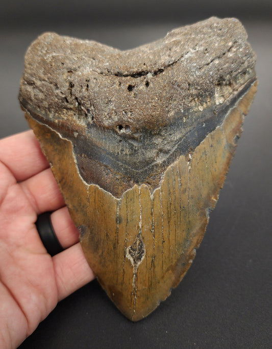 5.63 inch Megalodon tooth “Meg‑Ledge” – front view showing sharp serrations, glossy enamel sheen, and intact bourrelet