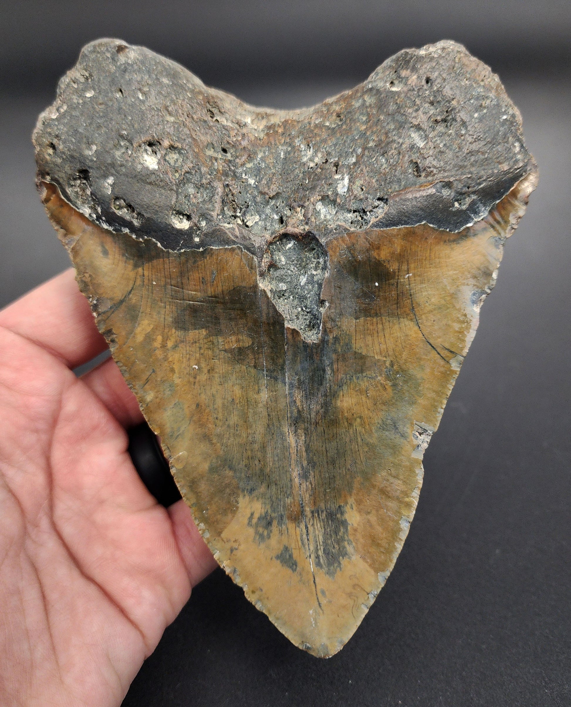 Authentic 5.63 inch Megalodon tooth “Meg‑Ledge” – angled profile highlighting blade curvature, root structure, and natural coloration gradient