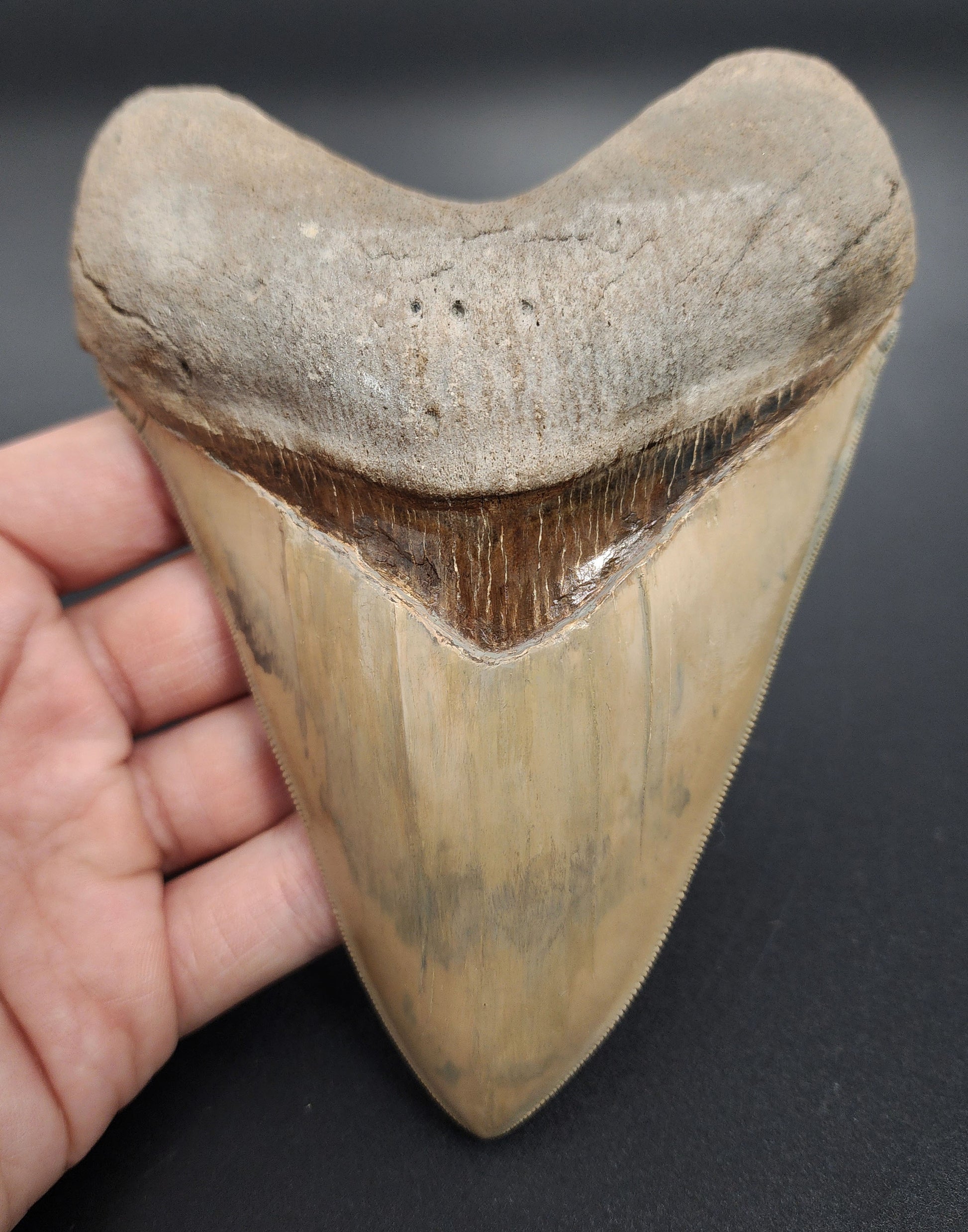 5.66 inch restored Megalodon tooth – front view from Lee Creek showing restored enamel, sharp serrations, and intact root