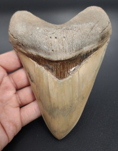 5.66 inch restored Megalodon tooth – front view from Lee Creek showing restored enamel, sharp serrations, and intact root