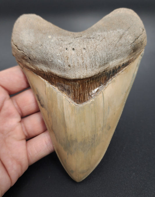 5.66 inch restored Megalodon tooth – front view from Lee Creek showing restored enamel, sharp serrations, and intact root