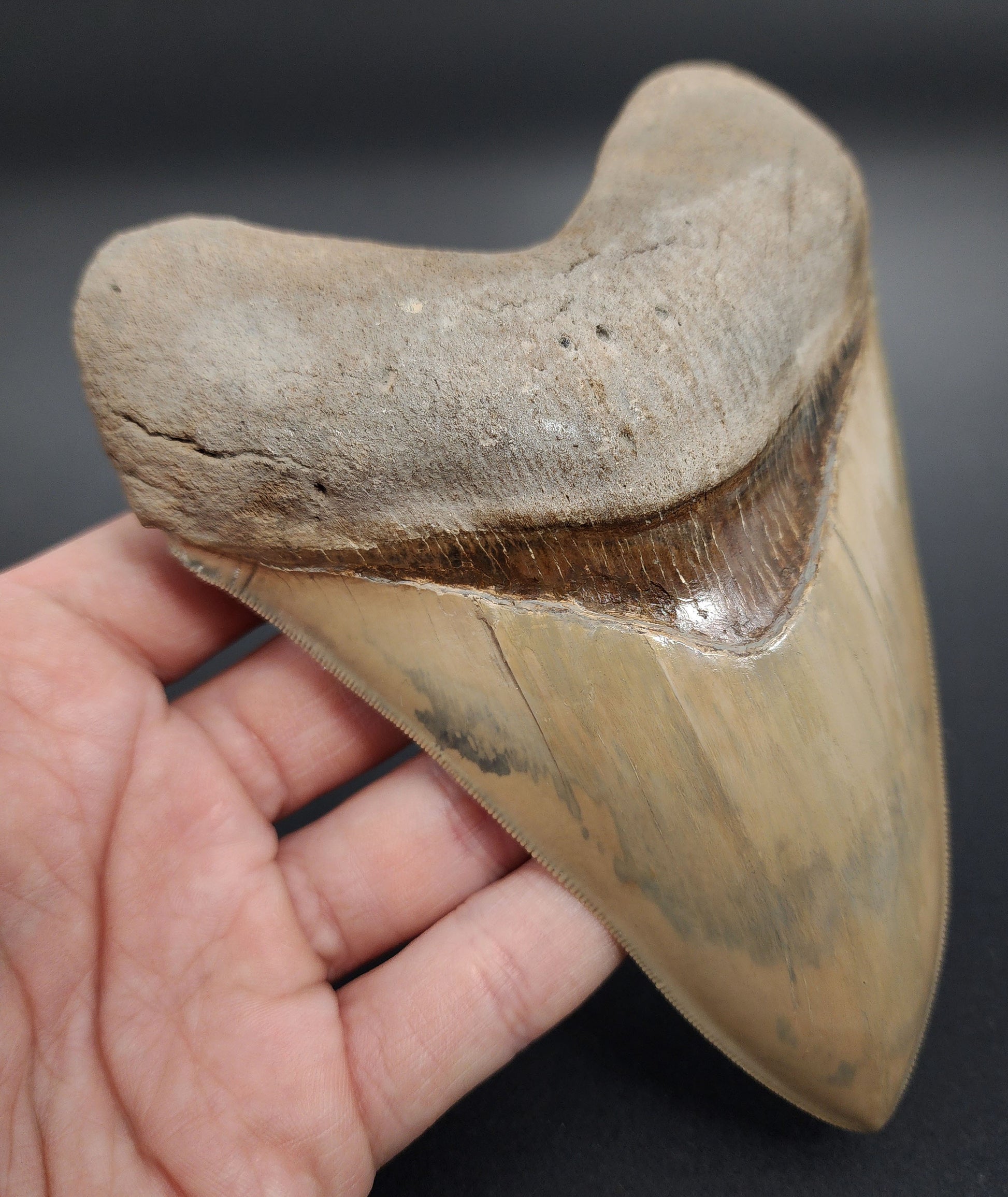 Restored 5.66 inch Lee Creek Megalodon tooth – close-up highlighting enamel repair, glossy surface, and root texture