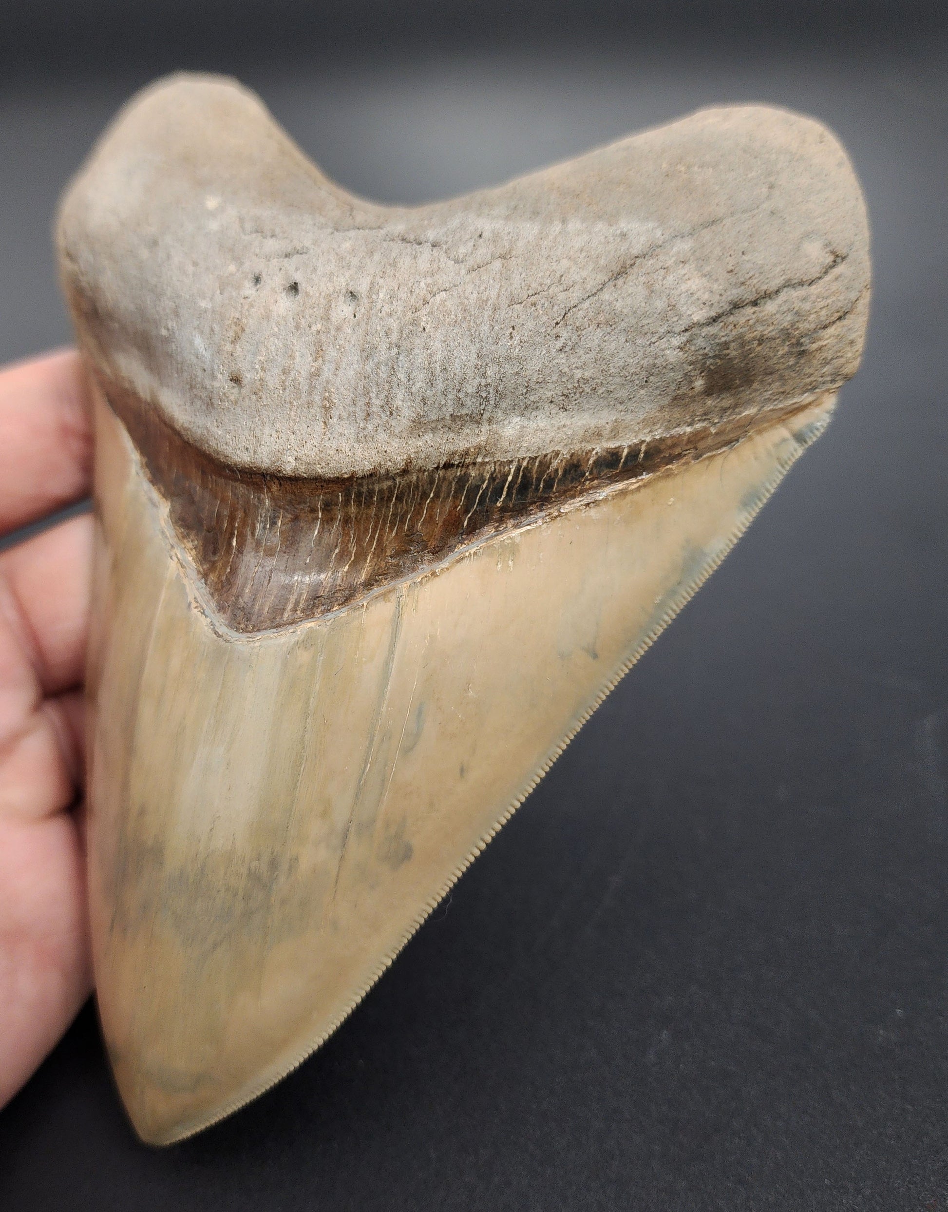 Restored Megalodon tooth (5.66 in) from Lee Creek – angled side view emphasizing repaired crown, natural coloration, and serration detail