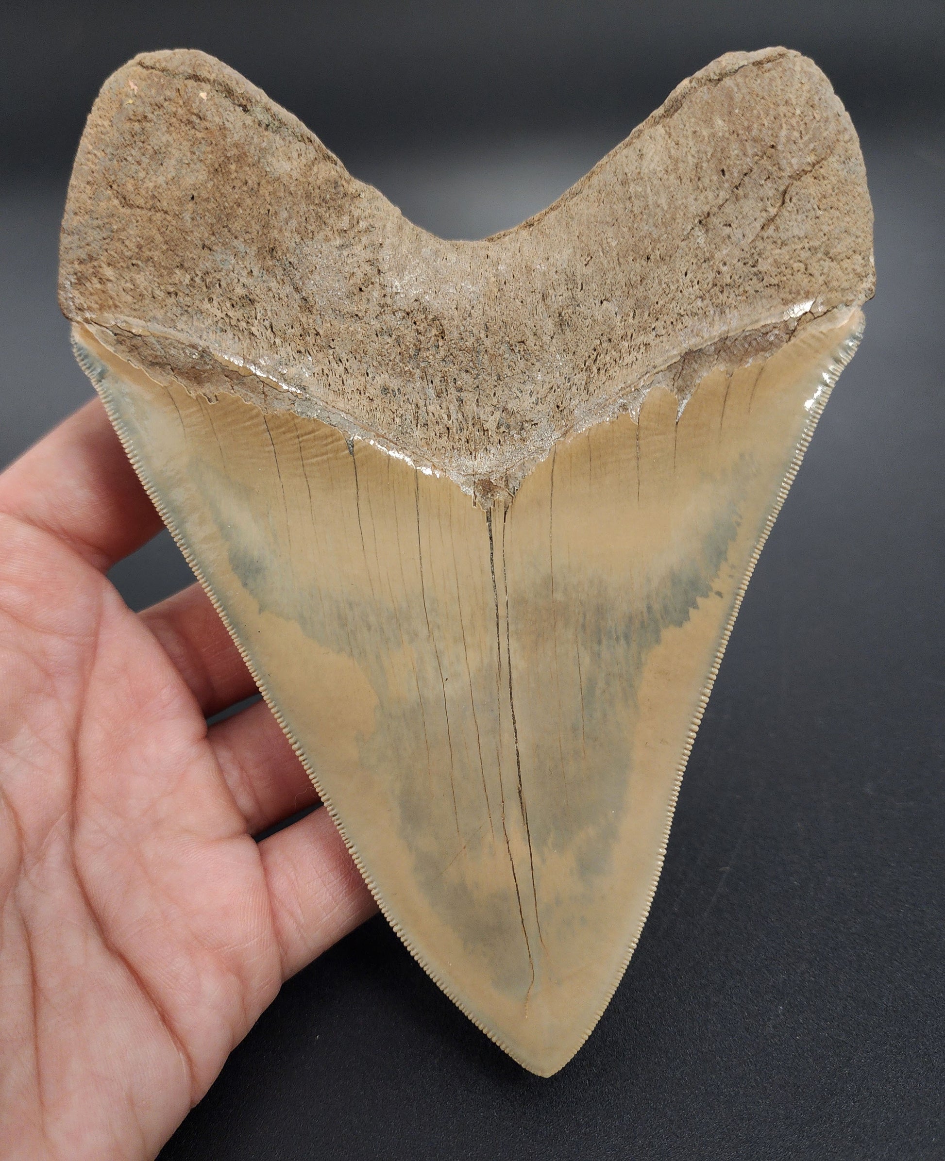 5.66 inch Megalodon tooth restoration – macro view showcasing enamel fill, root structure, and blade curvature