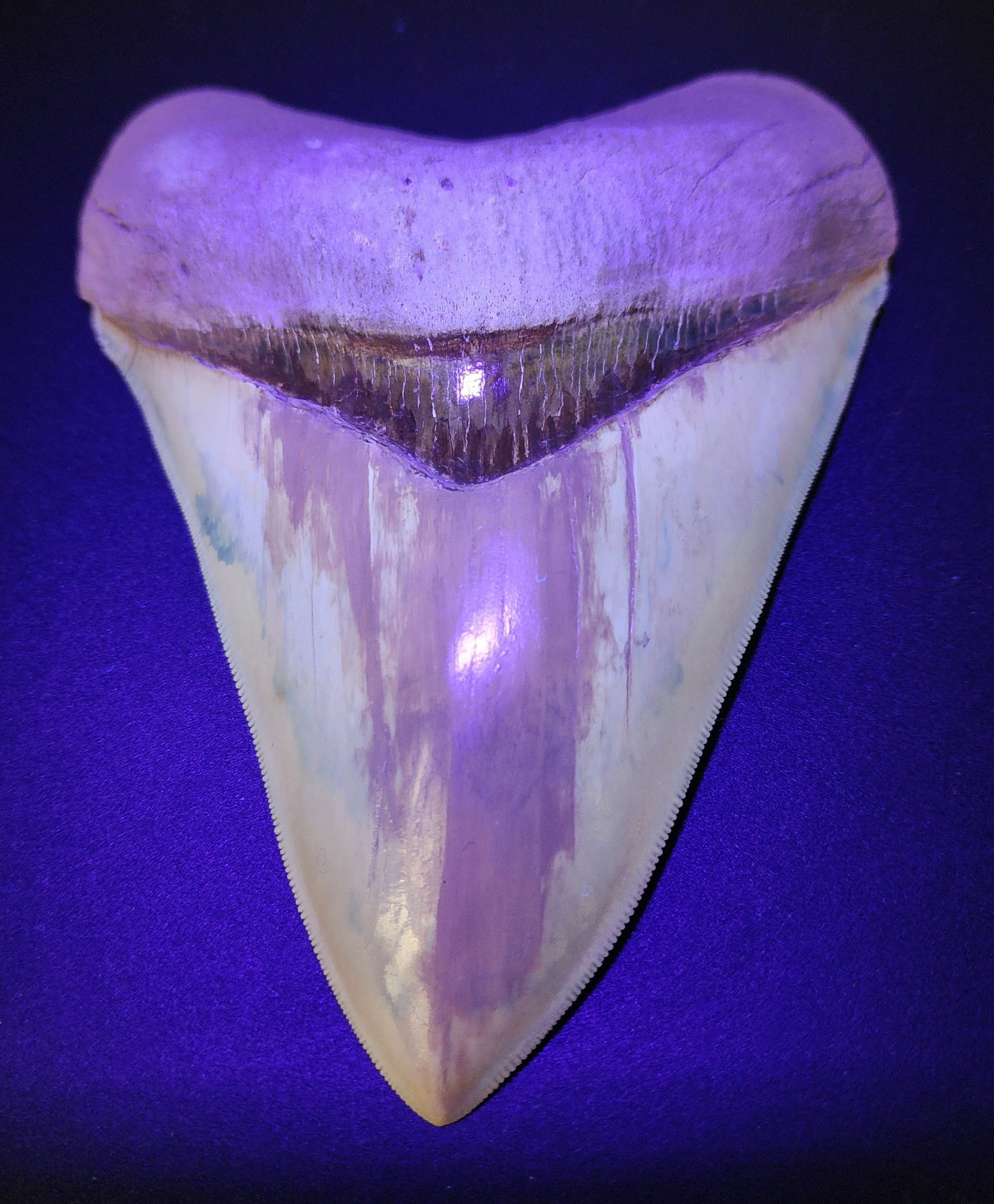 5.66 inch restored Megalodon tooth – close-up highlighting enamel restoration layers and serration contrast