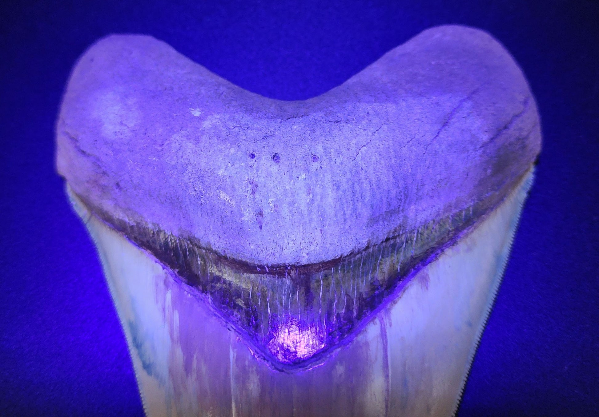 Restored 5.66 inch Lee Creek Megalodon tooth – overhead side view capturing root morphology and repaired enamel details