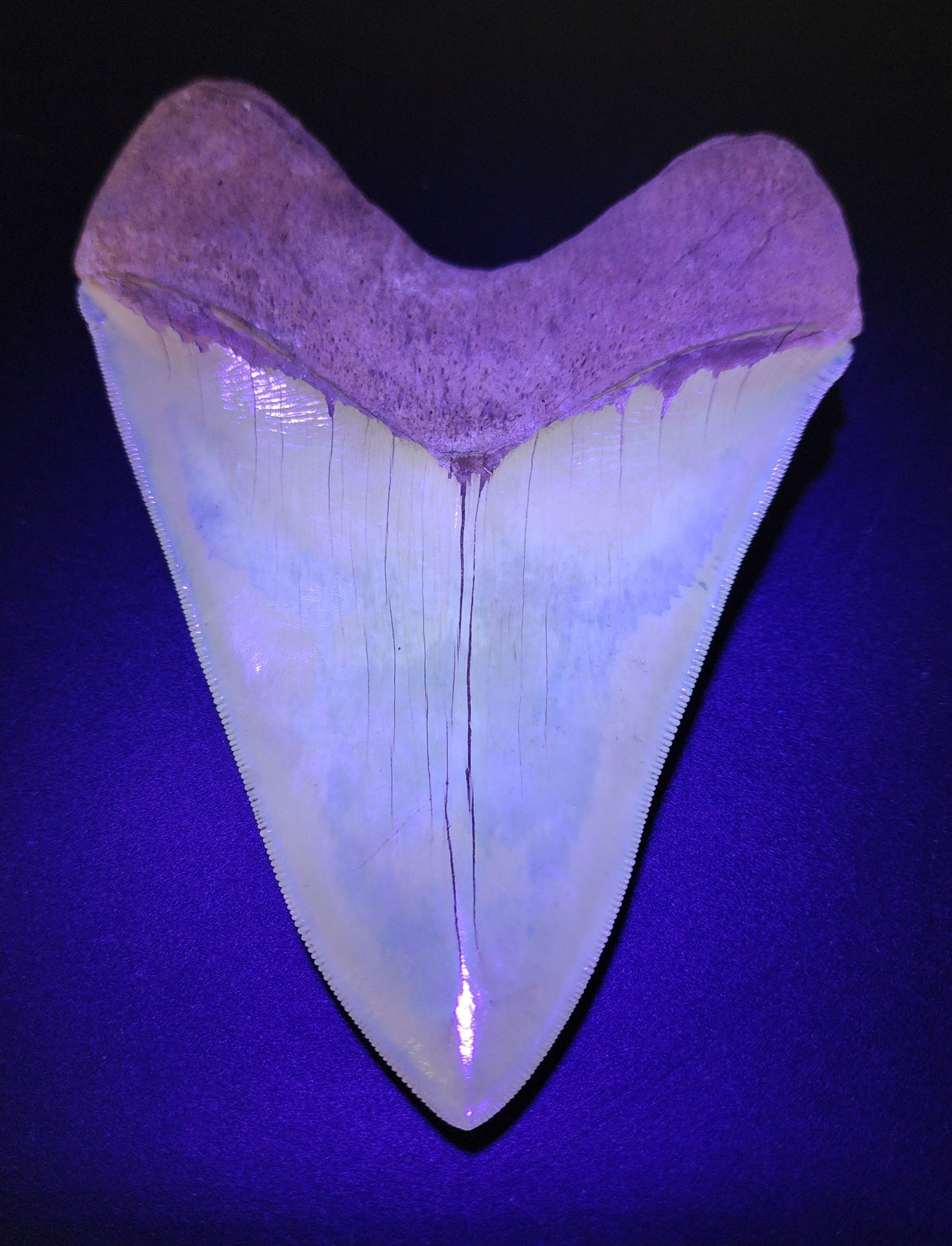 5.66 inch Megalodon restoration – macro shot of bourrelet junction, repaired crown edge, and color variation