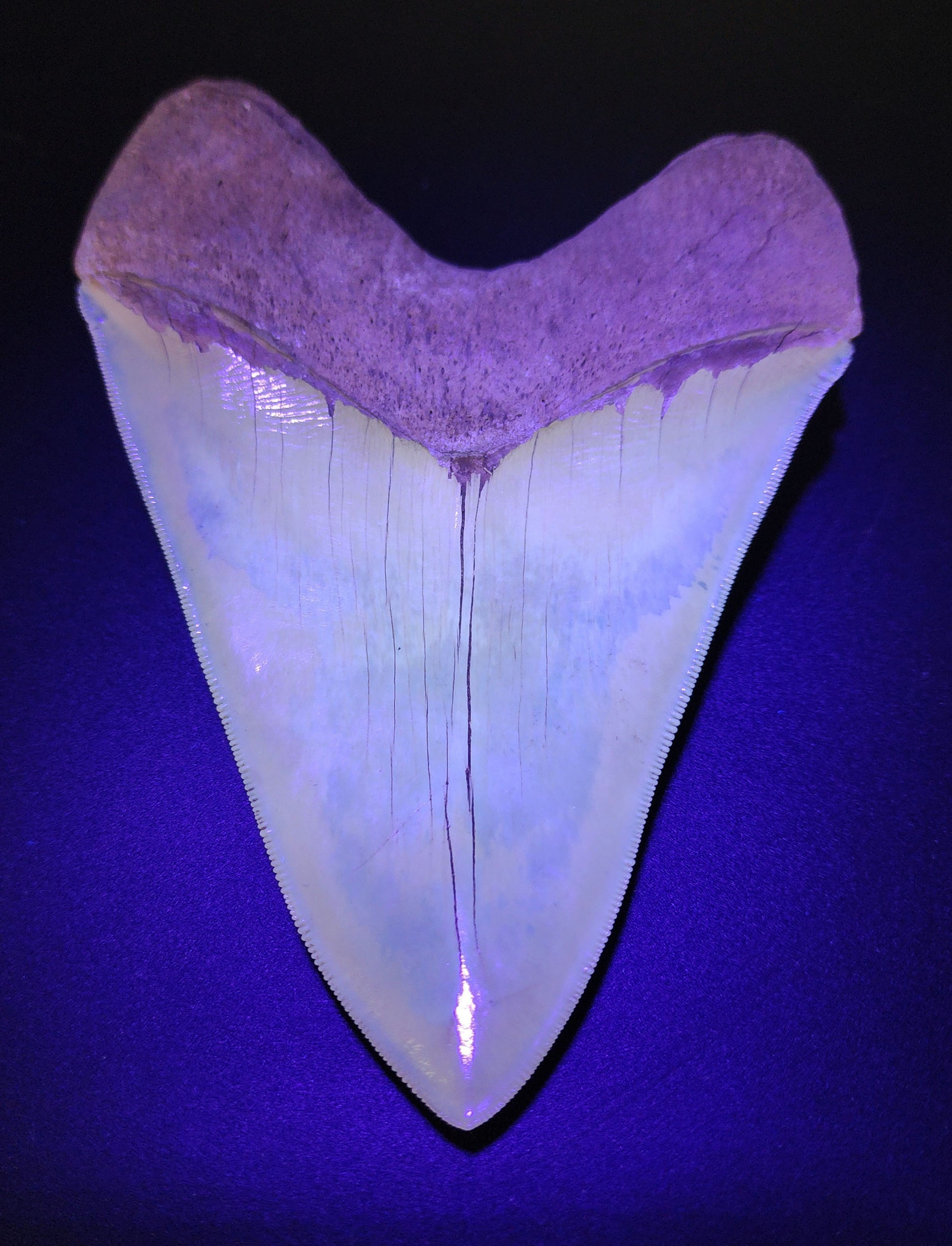 5.66 inch Megalodon restoration – macro shot of bourrelet junction, repaired crown edge, and color variation