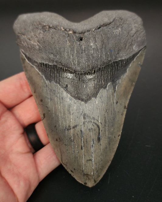 5.76 inch fossil Megalodon tooth “Meg‑Ledge” – full front view displaying sharp serrations and glossy enamel finish