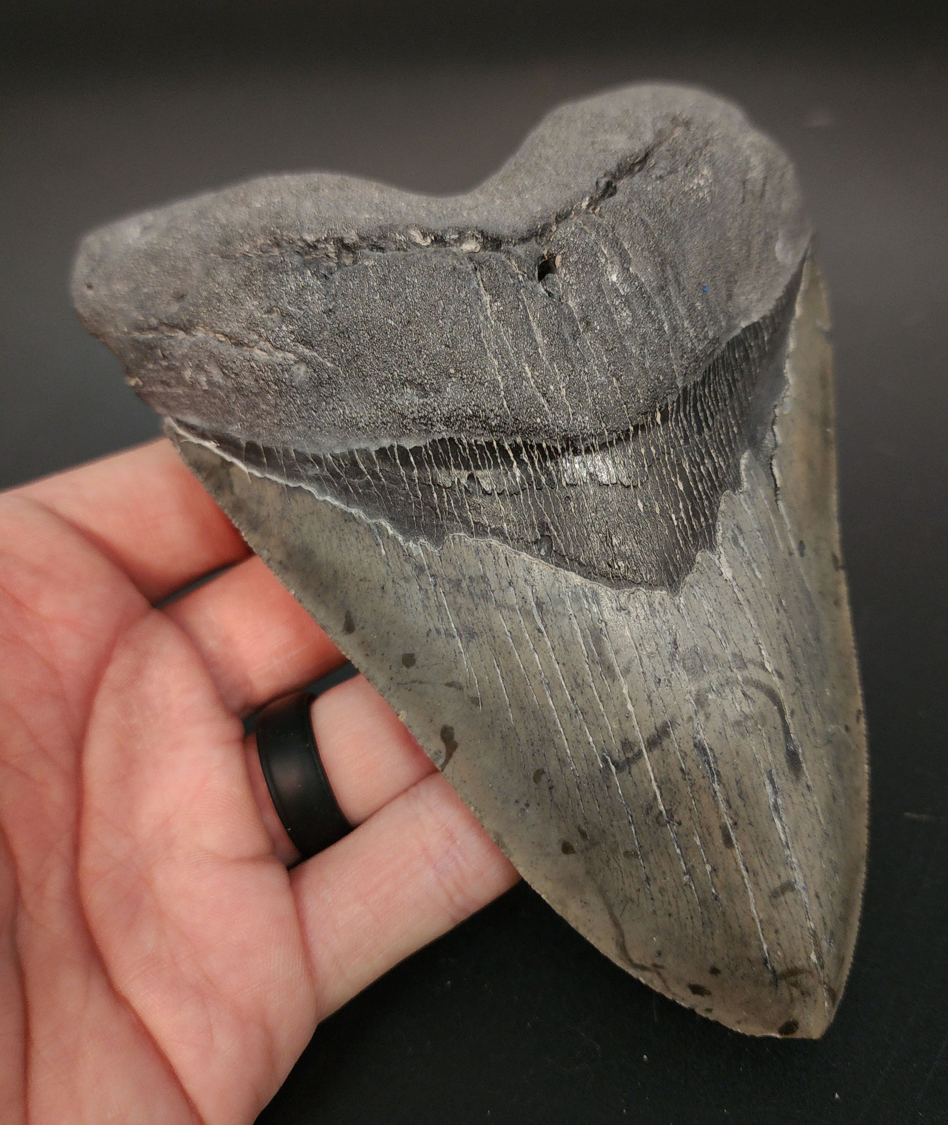 Authentic 5.76 inch Megalodon tooth “Meg‑Ledge” – angled shot highlighting bourrelet, root base, and enamel texture