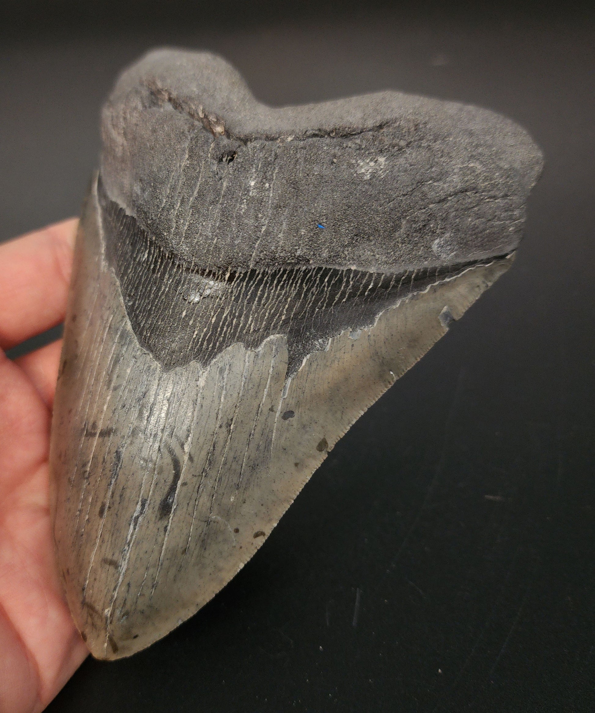 5.76 inch Megalodon tooth “Meg‑Ledge” – close‑up of serrated edge and enamel coloration variations