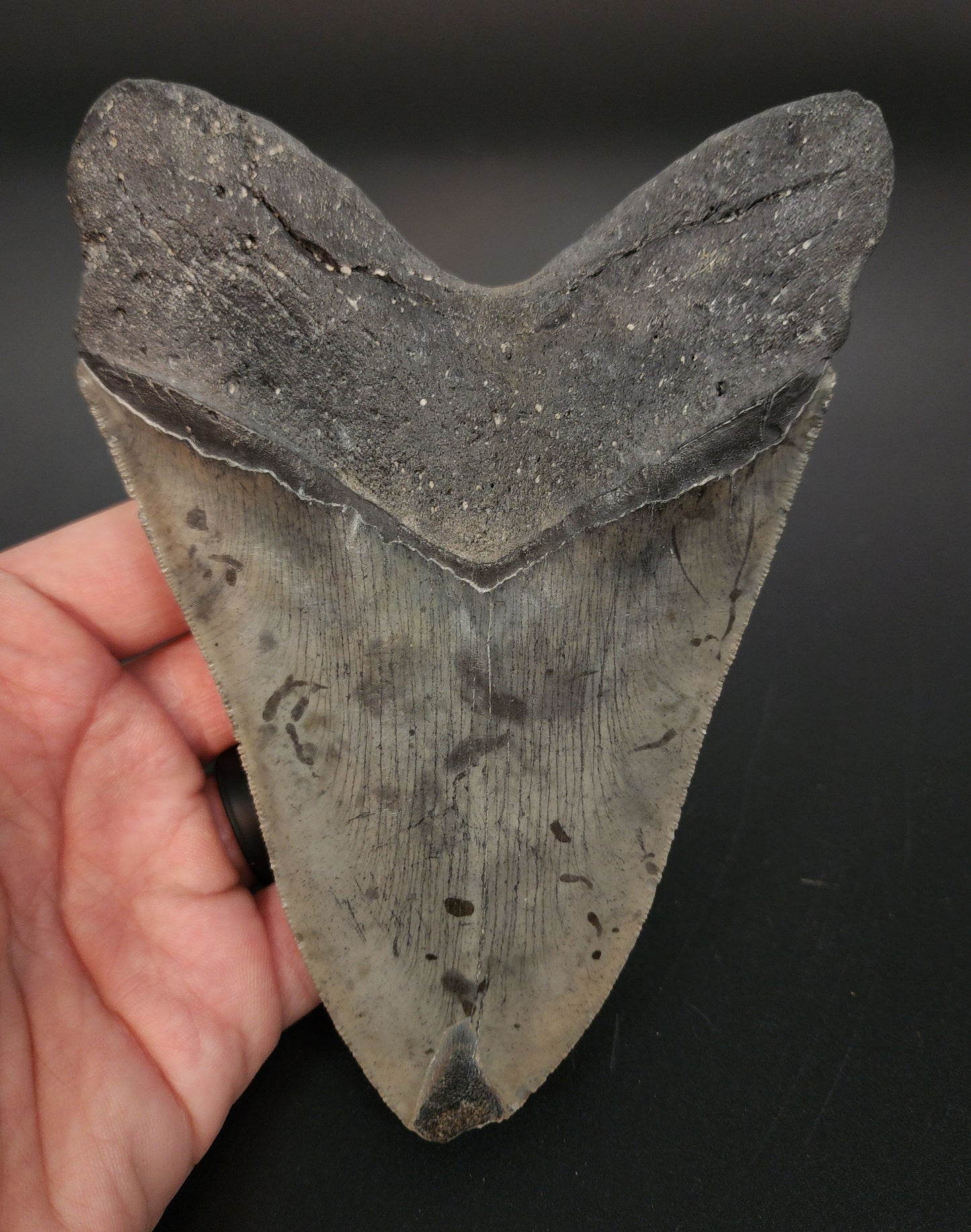 Collector‑quality 5.76 inch Megalodon tooth “Meg‑Ledge” – profile view showcasing blade thickness, serration profile, and worn tip
