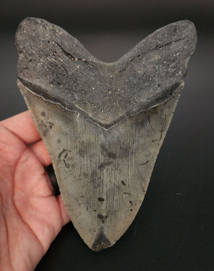 Collector‑quality 5.76 inch Megalodon tooth “Meg‑Ledge” – profile view showcasing blade thickness, serration profile, and worn tip