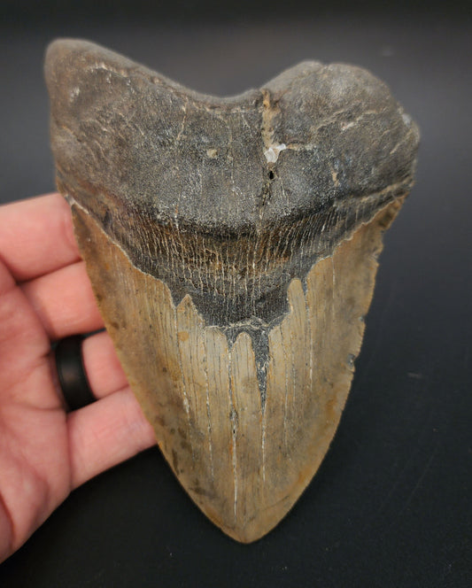 5.81 inch fossil Megalodon tooth “Meg‑Ledge” – full front view showcasing pronounced serrations and glossy enamel