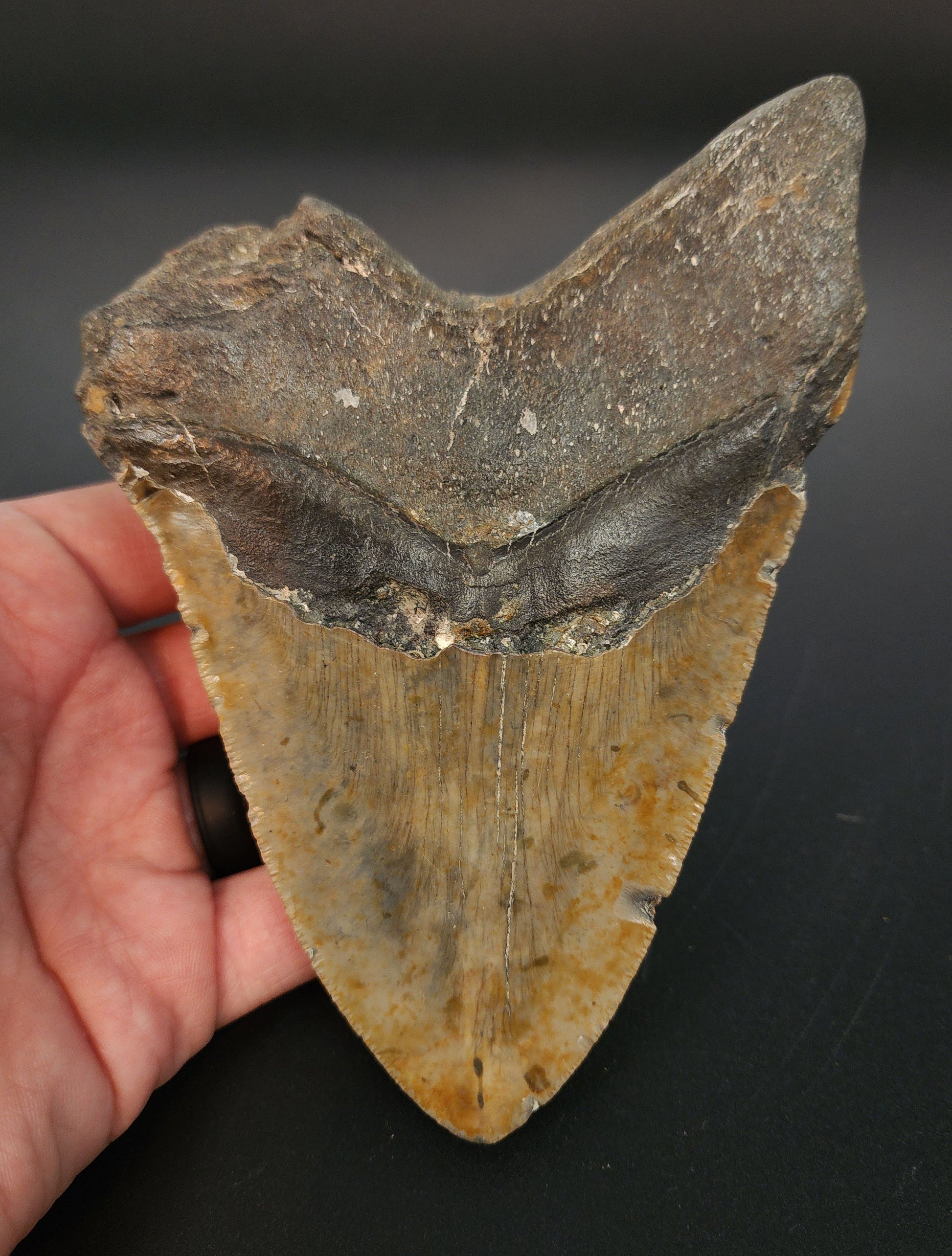 Authentic 5.81 inch Megalodon tooth “Meg‑Ledge” – close‑up highlighting serration detail, bourrelet, and root structure