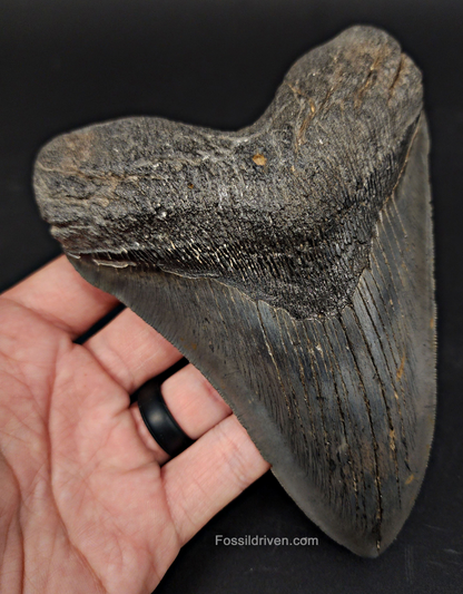 Angled perspective of 5.90″ megalodon tooth fossil (South Carolina)