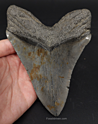 Back / root view of 5.90″ megalodon fossil tooth from South Carolina