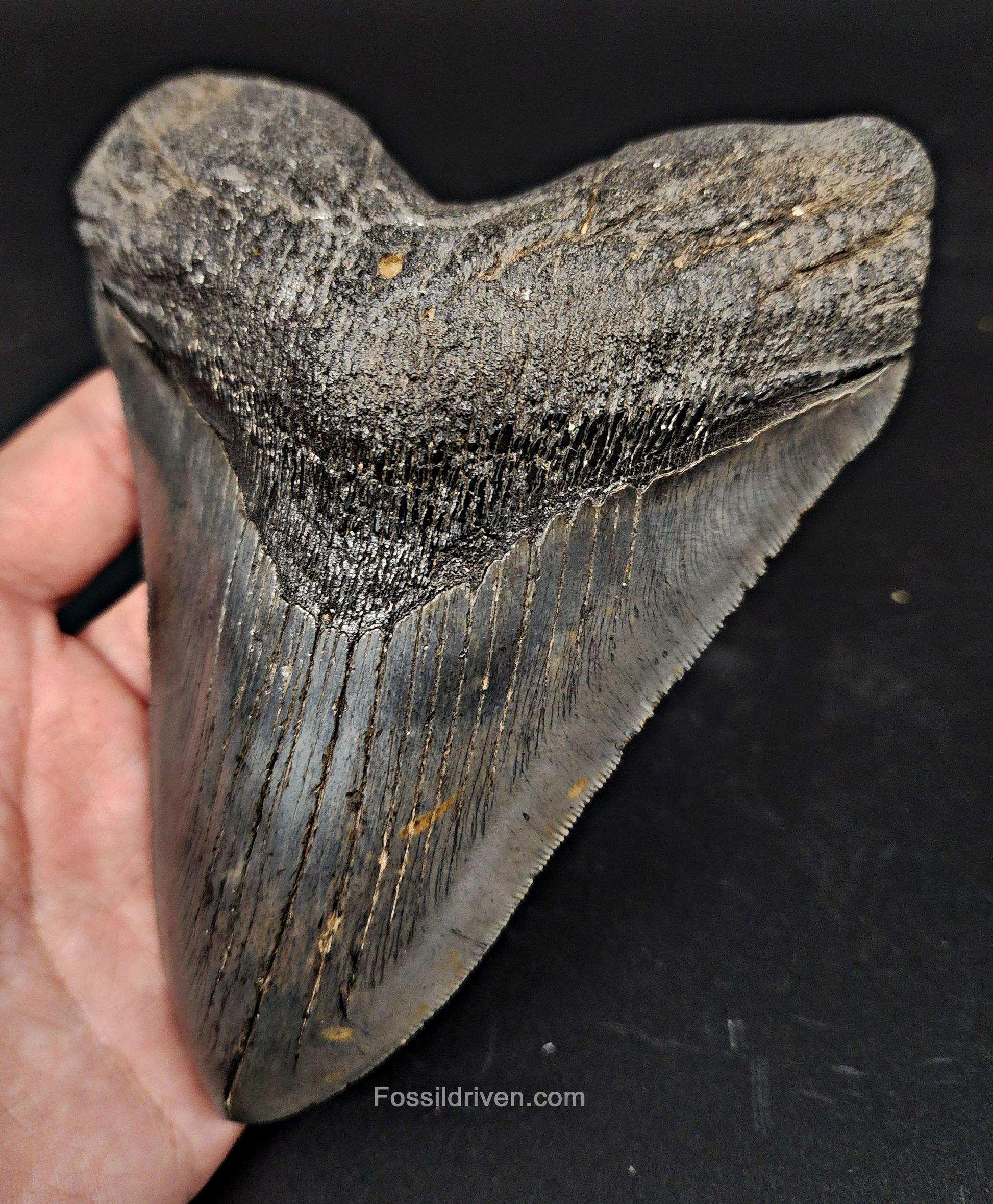 Close-up of serrations on 5.90″ megalodon tooth from South Carolina