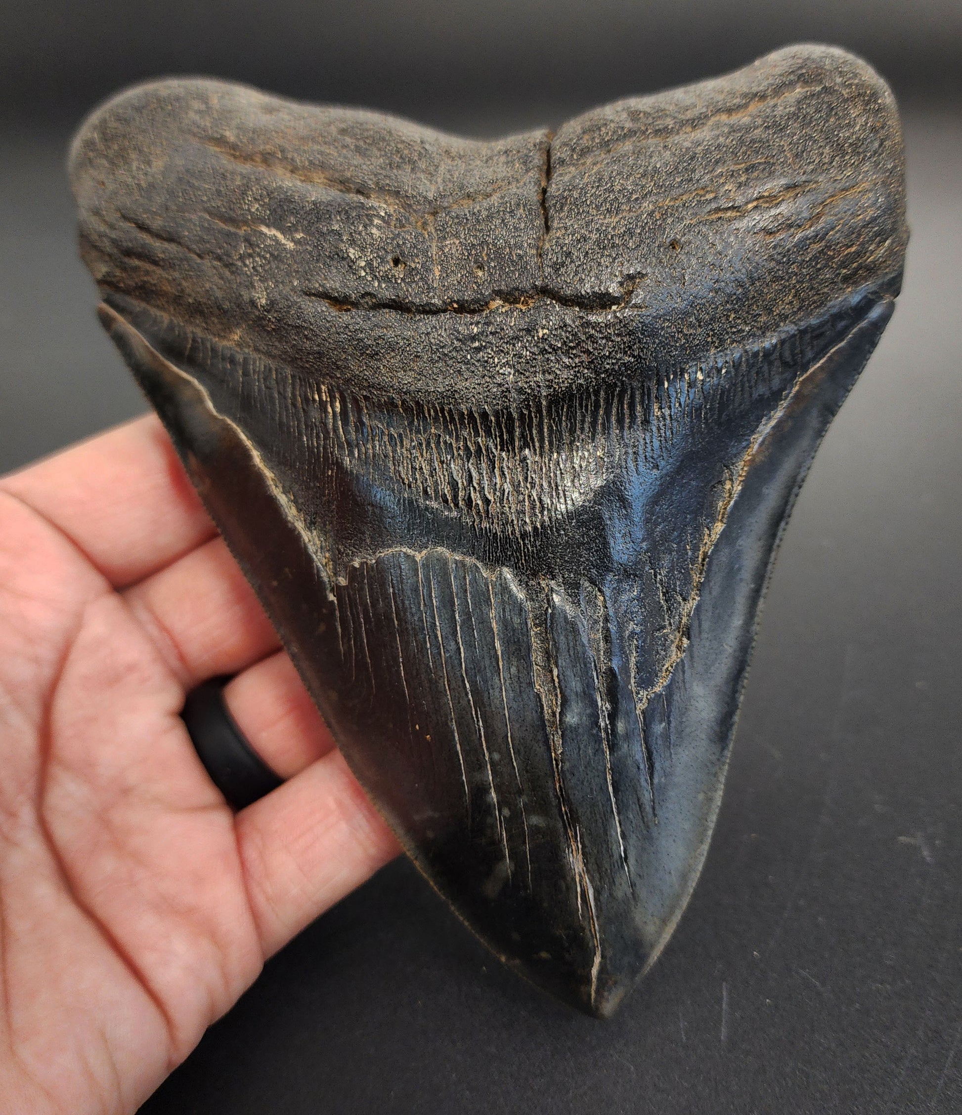 5.93 inch Megalodon tooth from South Carolina – front view showcasing sharp serrations, glossy enamel, and intact root