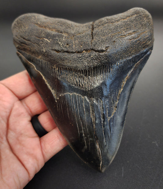 5.93 inch Megalodon tooth from South Carolina – front view showcasing sharp serrations, glossy enamel, and intact root