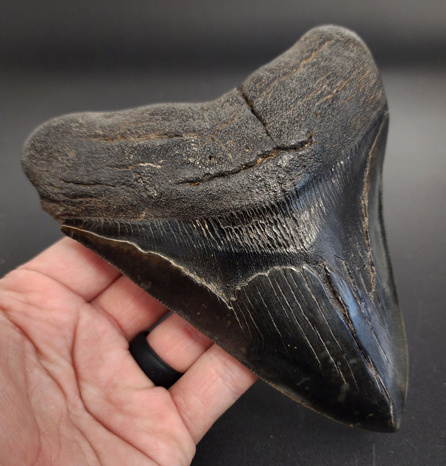 Authentic 5.93 inch Megalodon tooth – angled side view highlighting bourrelet, blade curvature, and natural coloration