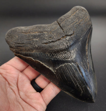 Authentic 5.93 inch Megalodon tooth – angled side view highlighting bourrelet, blade curvature, and natural coloration