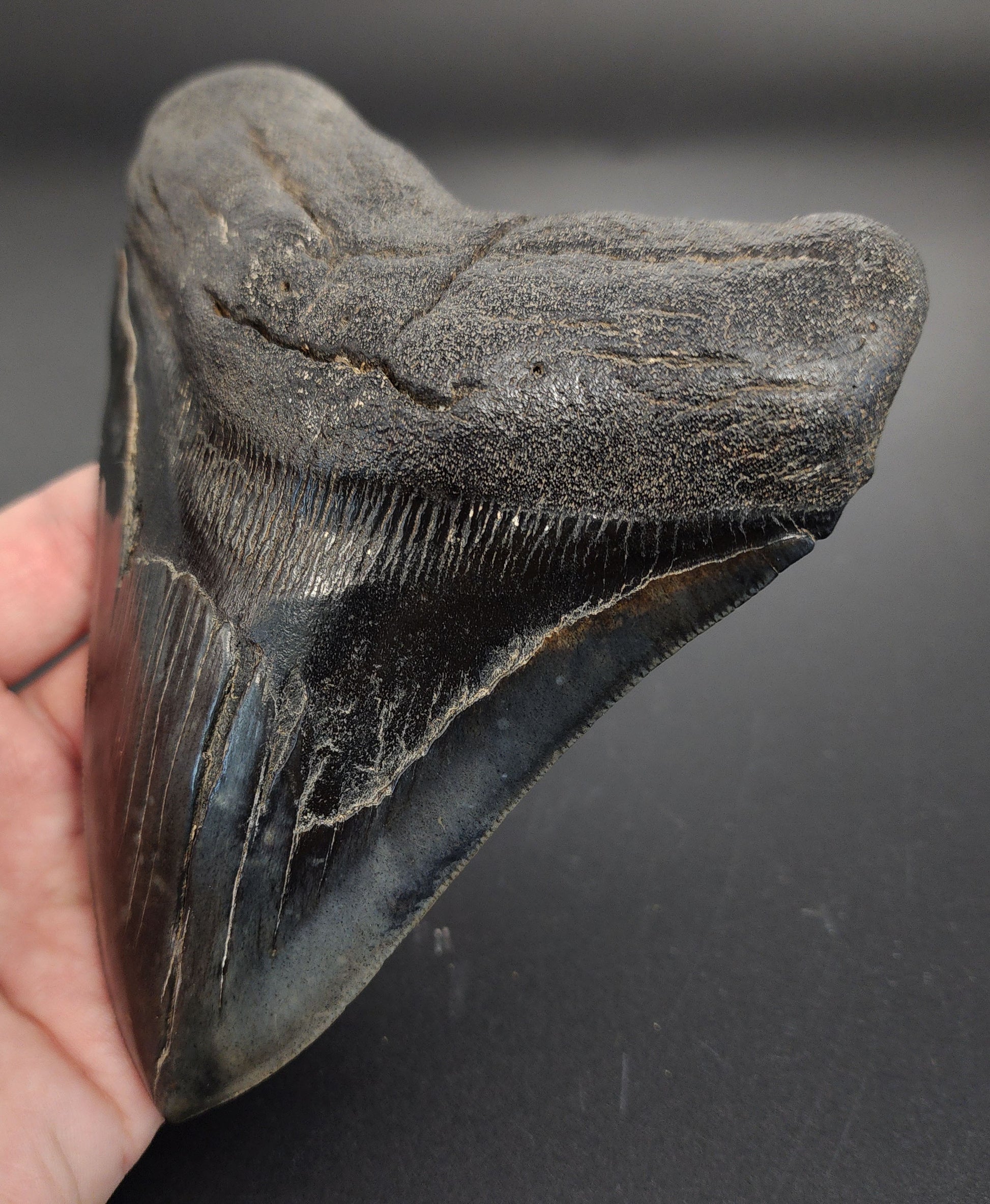 Close-up of 5.93 inch South Carolina Megalodon tooth serrations and enamel detail