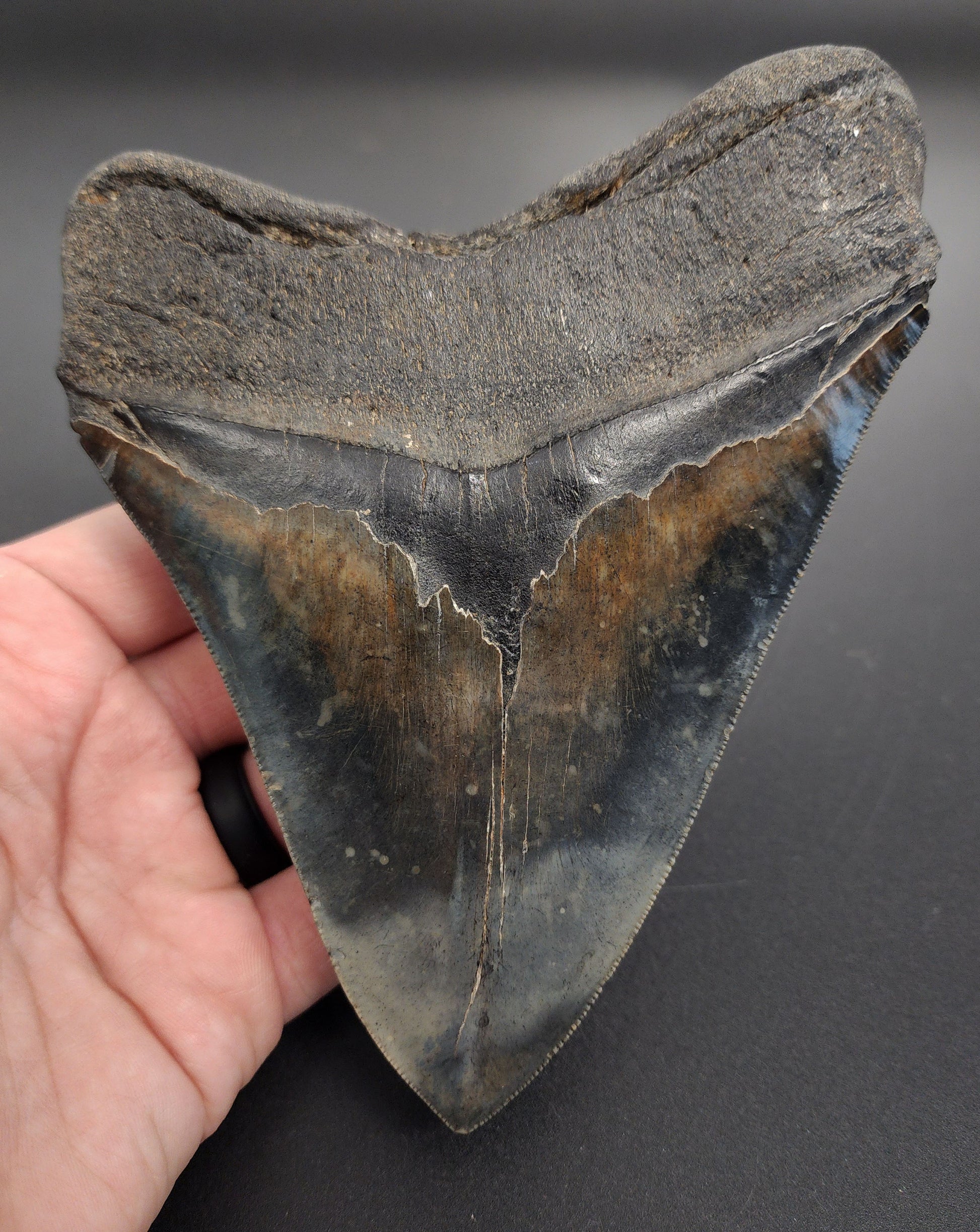 Collector-grade Megalodon tooth from South Carolina – macro shot showing root texture and blade thickness