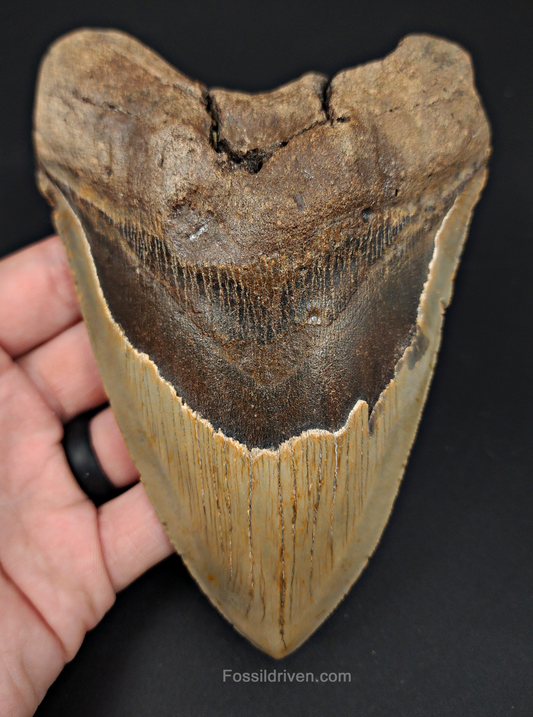 Front view of 6.04″ Carcharocles megalodon fossil tooth from Meg Ledge, North Carolina