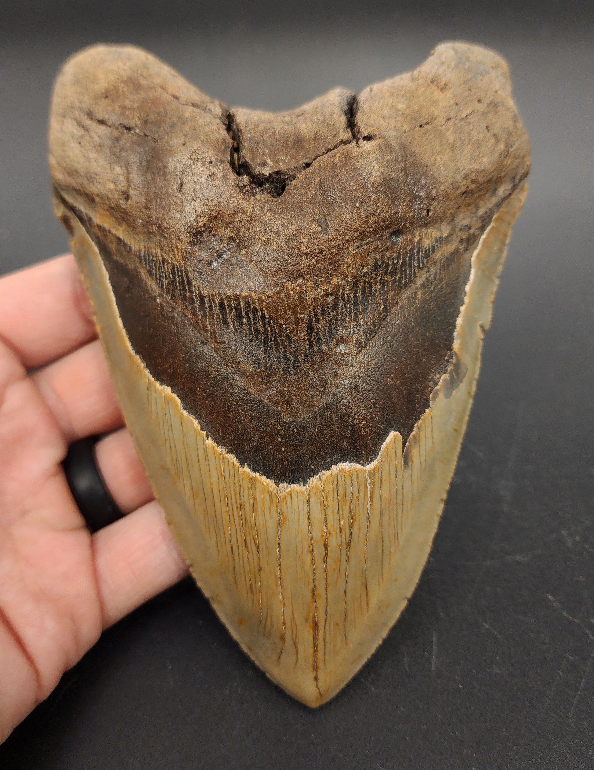 6.04 inch fossil Megalodon tooth “Meg‑Ledge” – front view highlighting broad triangular crown, thick root, and serration detail