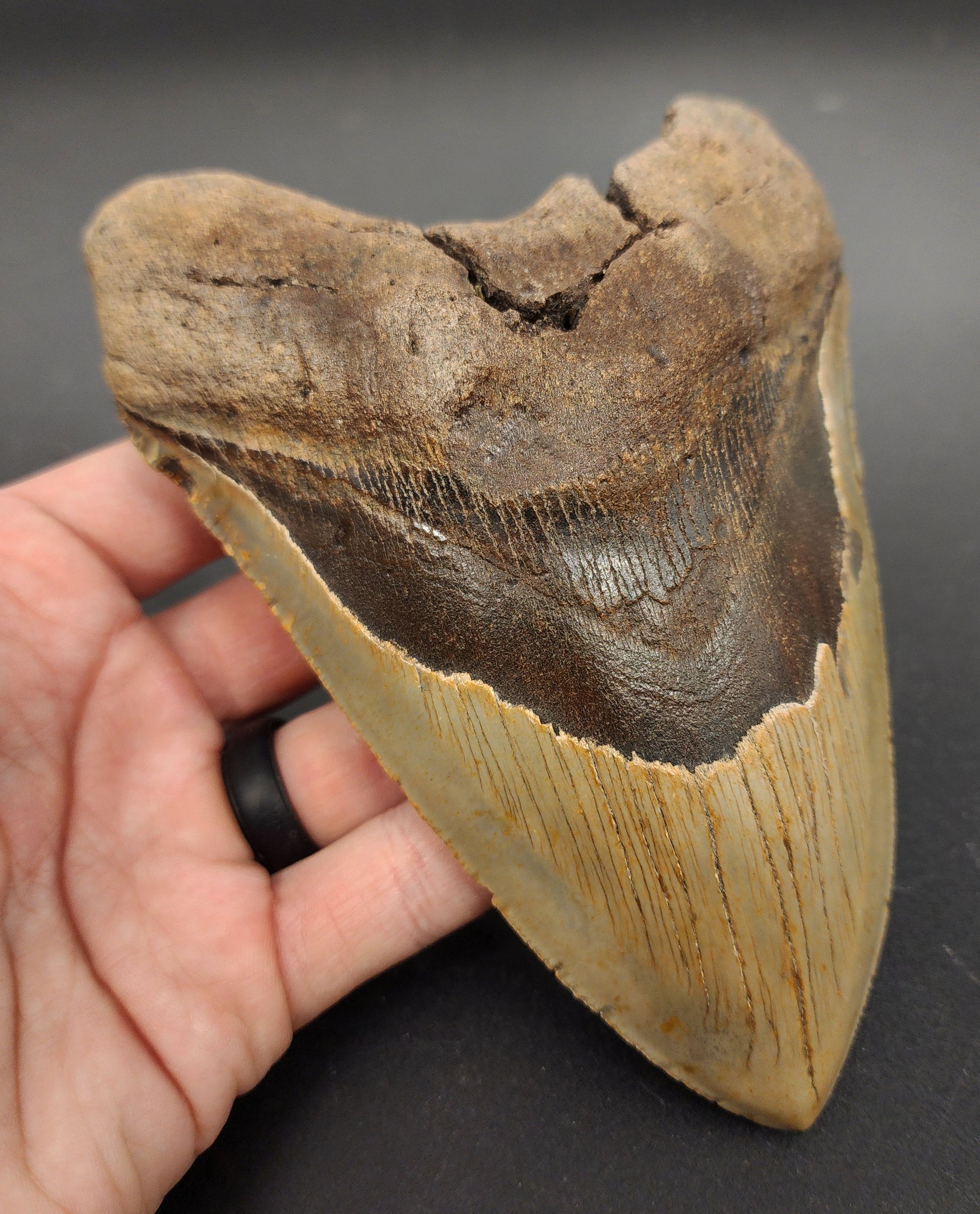 Authentic 6.04 inch Megalodon tooth “Meg‑Ledge” – side angle emphasizing enamel texture, bourrelet, and curvature