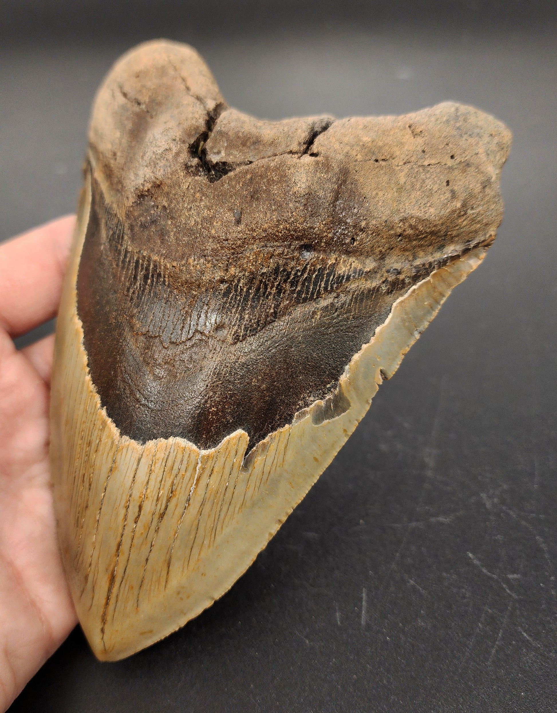 Close-up of a 6.04 inch Megalodon tooth “Meg‑Ledge” showcasing serrated edge, glossy enamel finish, and root surface