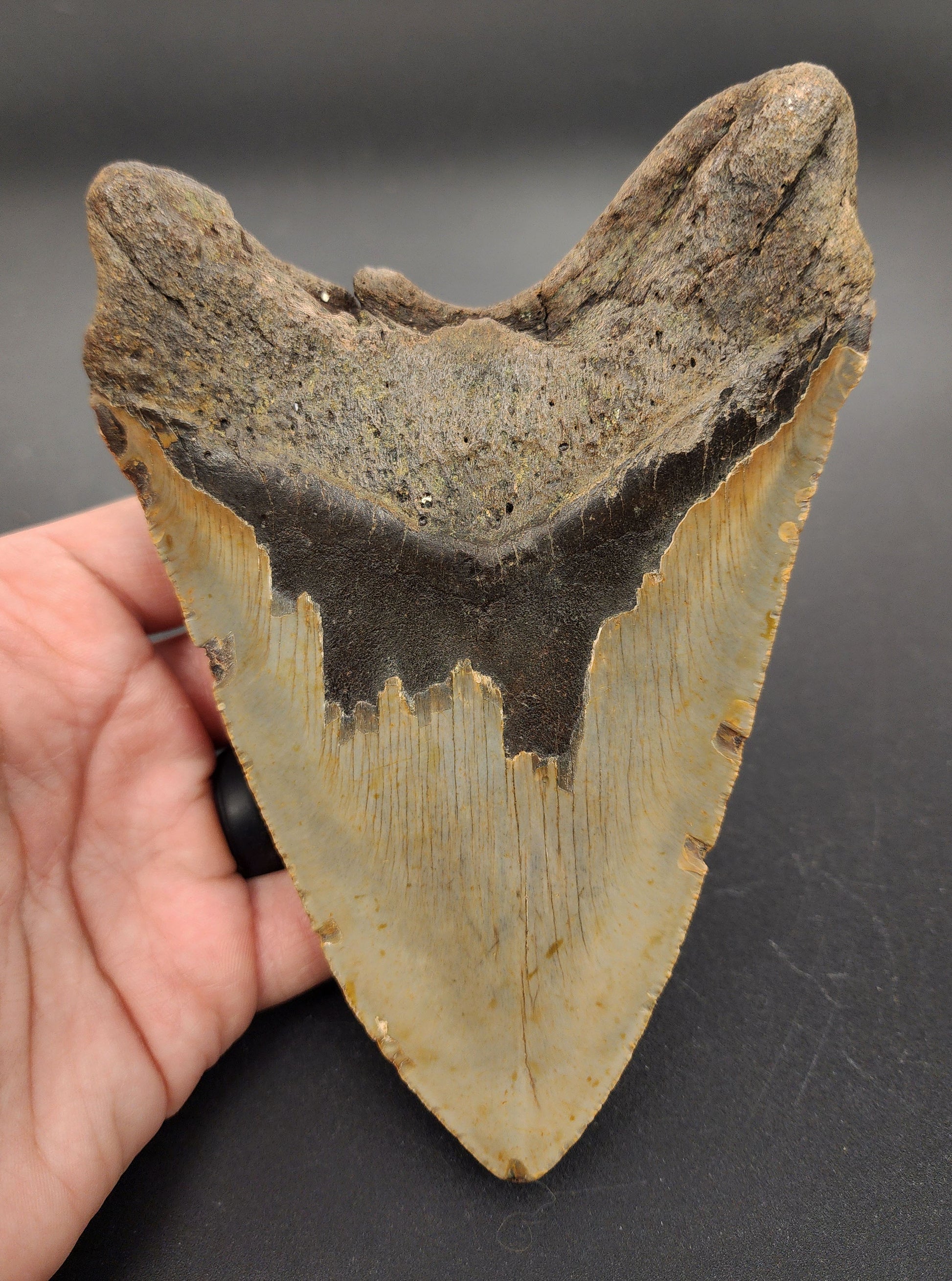 Collector-quality 6.04 inch Megalodon tooth “Meg‑Ledge” – macro profile view showing blade thickness and natural color gradation