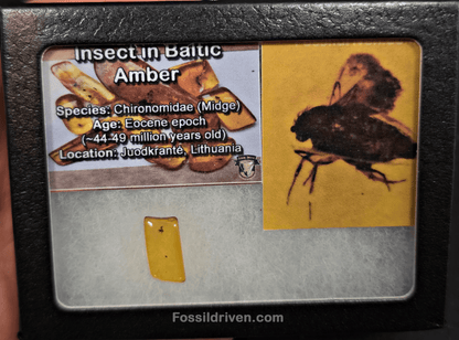 Midge (Chironomidae) in Baltic Amber – 16.8mm Fossil Inclusion - Fossil Driven