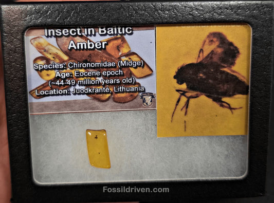 Midge (Chironomidae) in Baltic Amber – 16.8mm Fossil Inclusion - Fossil Driven