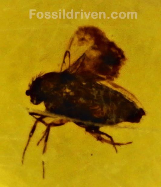 Midge (Chironomidae) in Baltic Amber – 16.8mm Fossil Inclusion - Fossil Driven