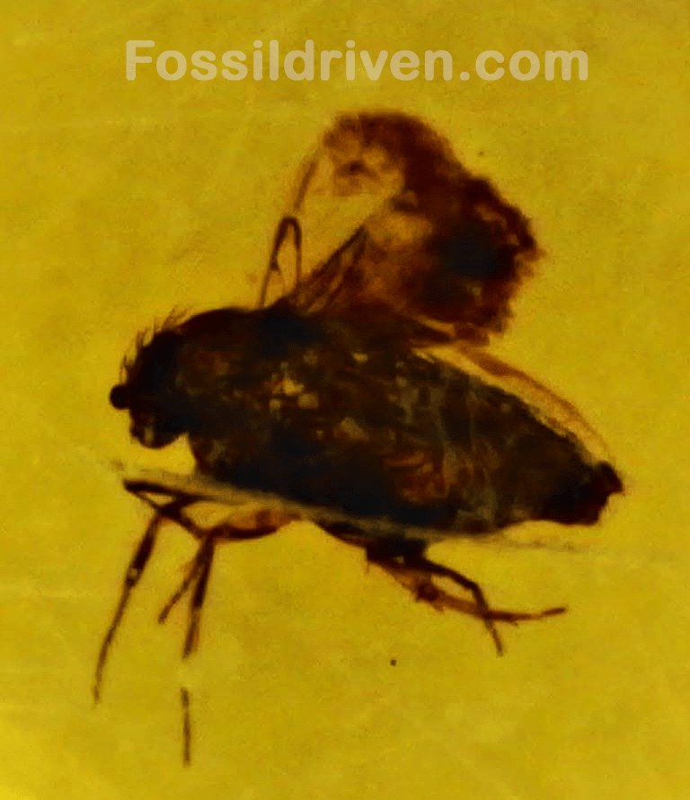Midge (Chironomidae) in Baltic Amber – 16.8mm Fossil Inclusion - Fossil Driven