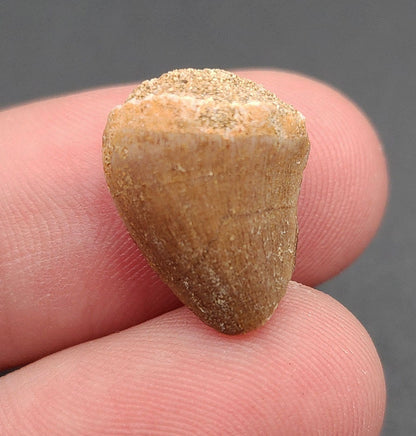 0.66 inch Mosasaur tooth fossil from Morocco – full side view showing enamel texture and curvature
