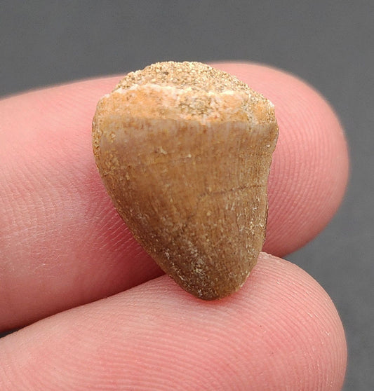 0.66 inch Mosasaur tooth fossil from Morocco – full side view showing enamel texture and curvature