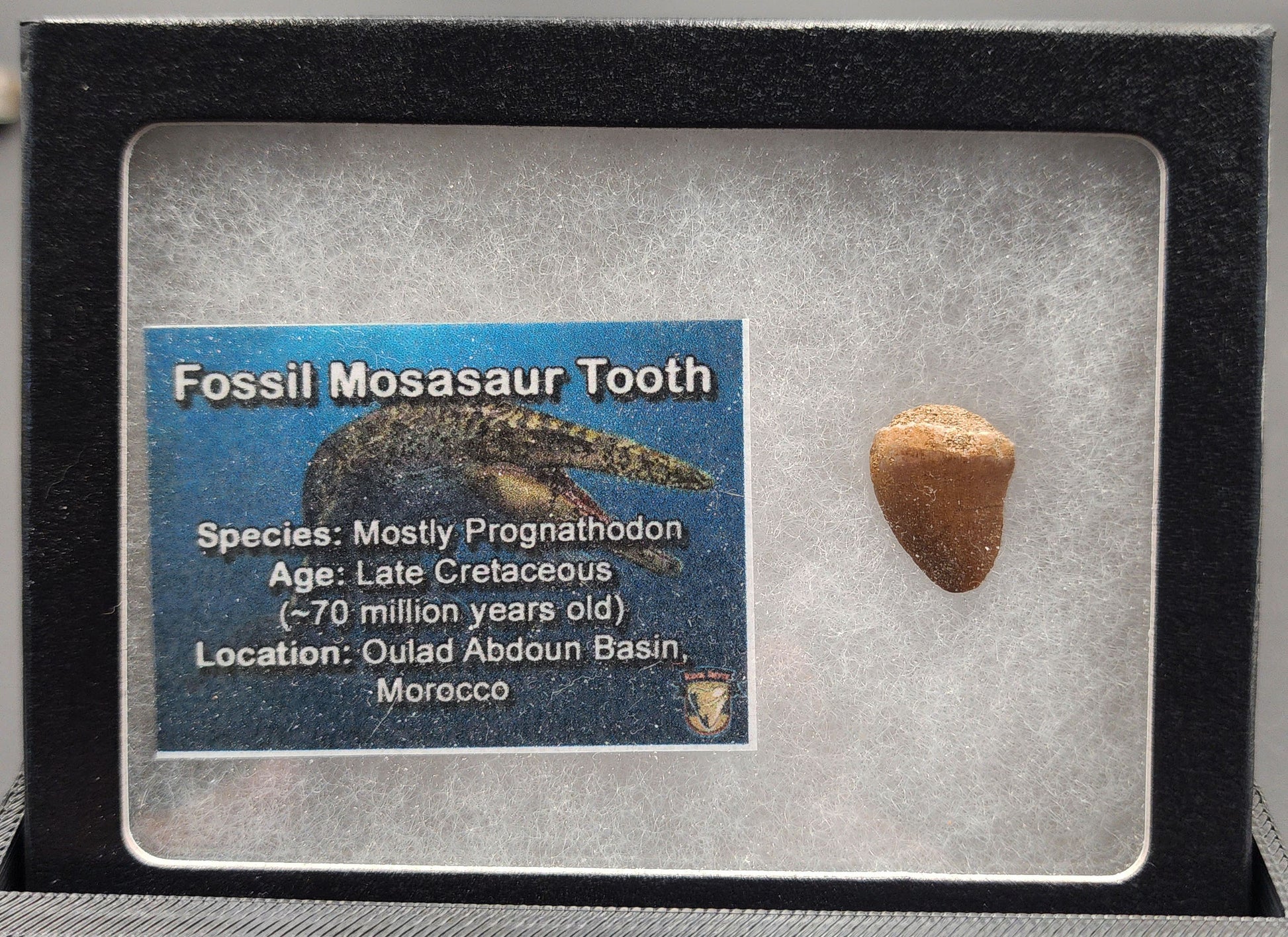 Authentic 0.66 inch Mosasaur tooth fossil – close-up highlighting serrated edges, root detail, and natural weathering
