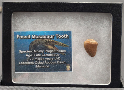 Authentic 0.66 inch Mosasaur tooth fossil – close-up highlighting serrated edges, root detail, and natural weathering