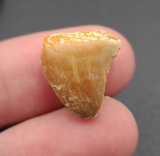 0.68 inch Mosasaur tooth fossil from Morocco – full side view showing enamel texture and natural curvature