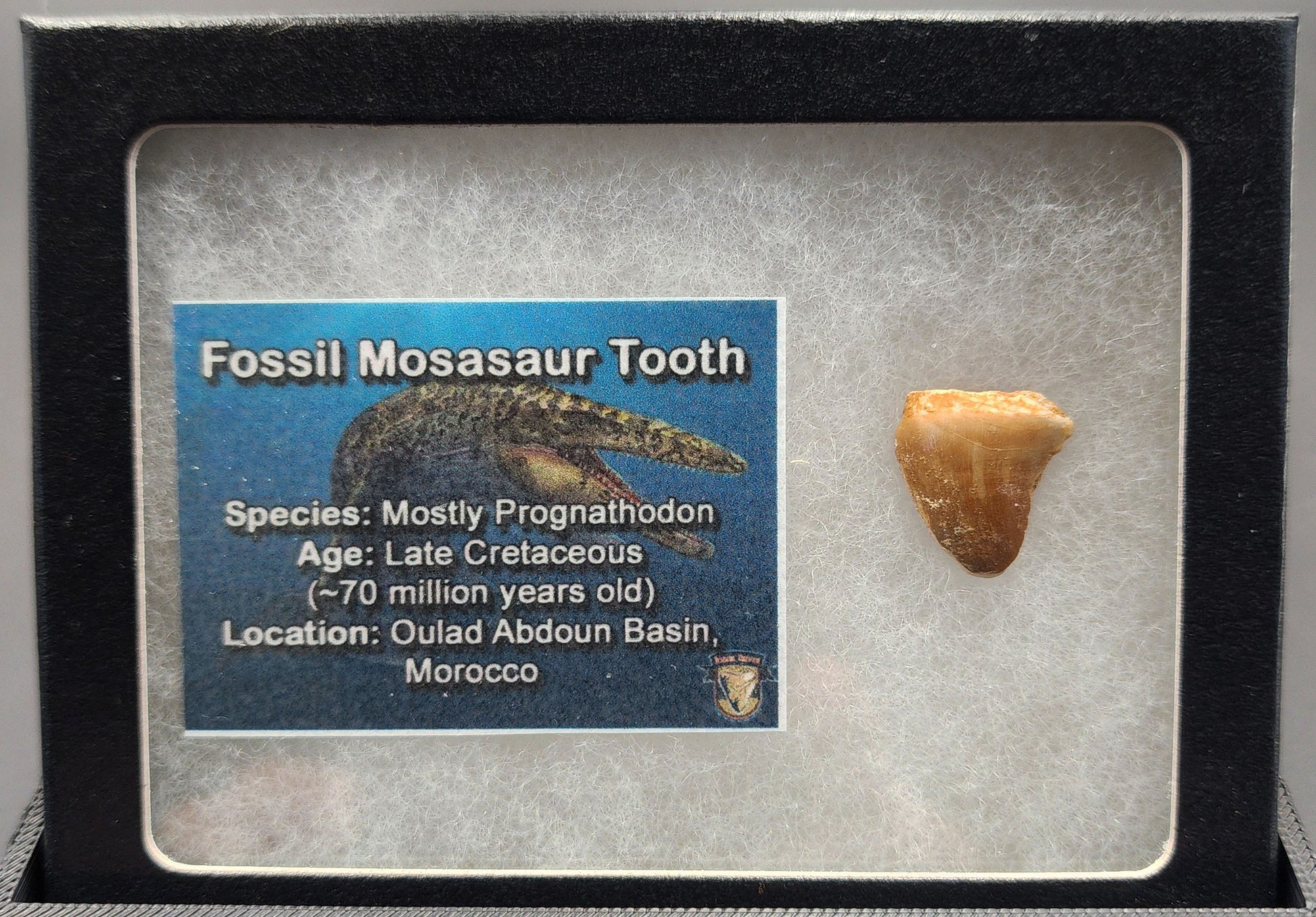 Authentic 0.68 inch Mosasaur tooth fossil – close-up highlighting serrated edges, root detail, and surface weathering