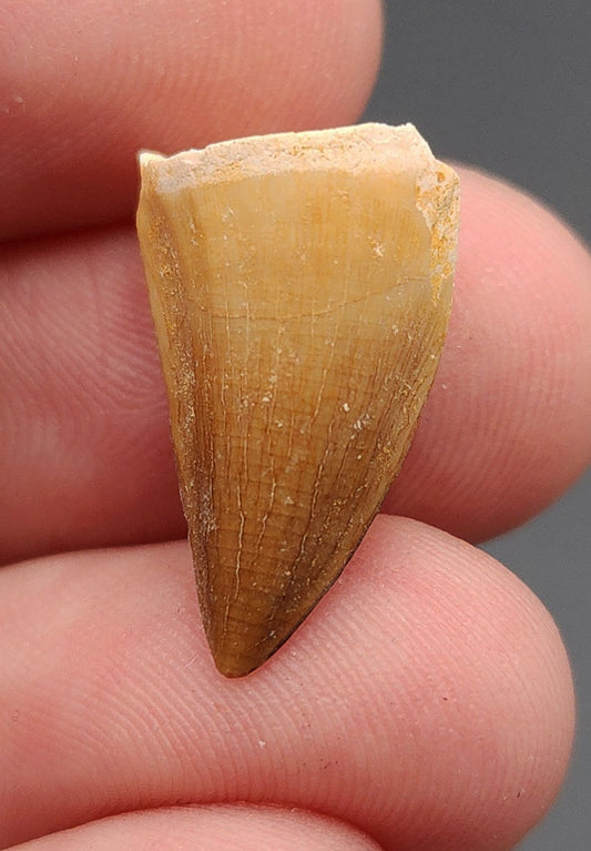 0.81 inch Mosasaur tooth fossil from Morocco – full side view showcasing smooth enamel, slight curvature, and natural fossil matrix