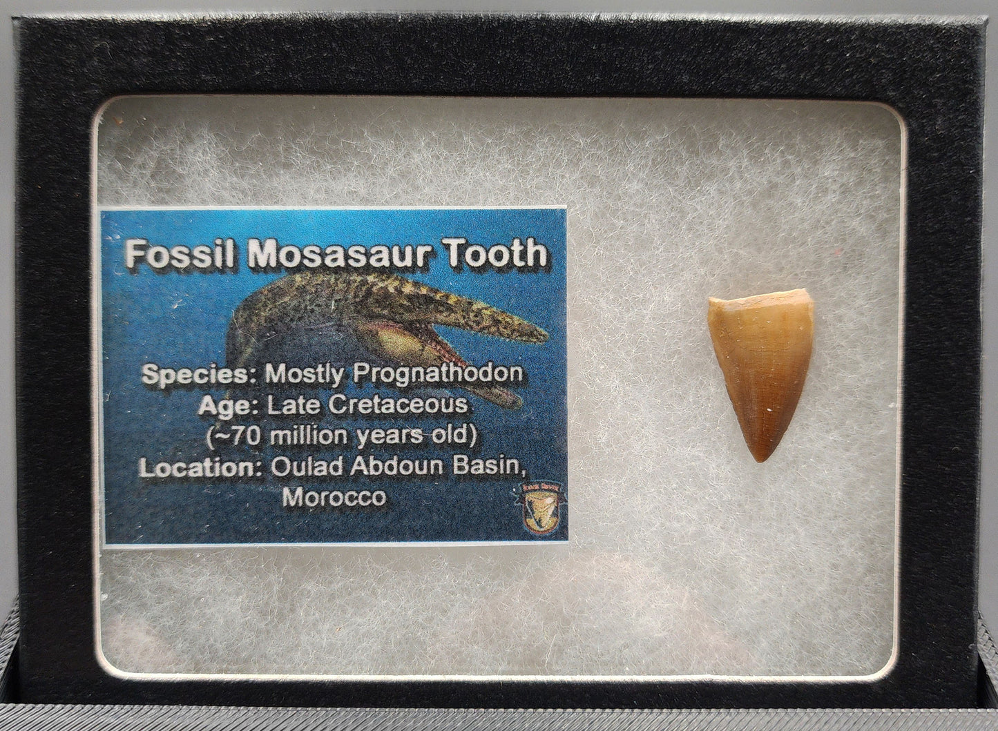 Authentic 0.81 inch Mosasaur tooth fossil – close‑up highlighting cone-shaped crown, root structure, and surface texture