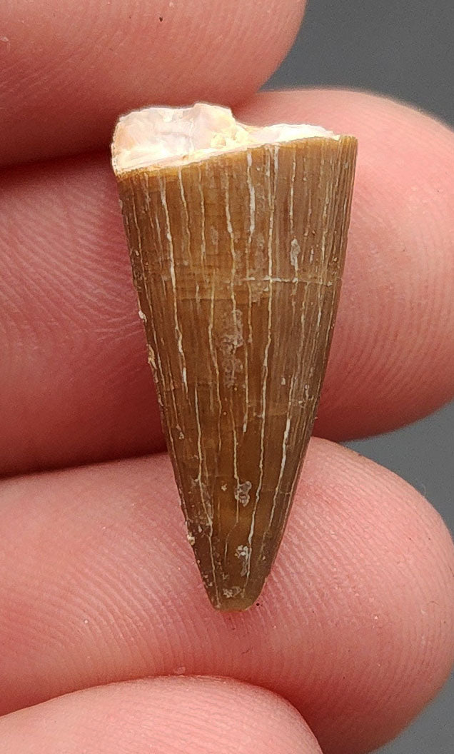 0.87 inch Mosasaur tooth fossil from Morocco – full side view showing smooth enamel and slight curvature