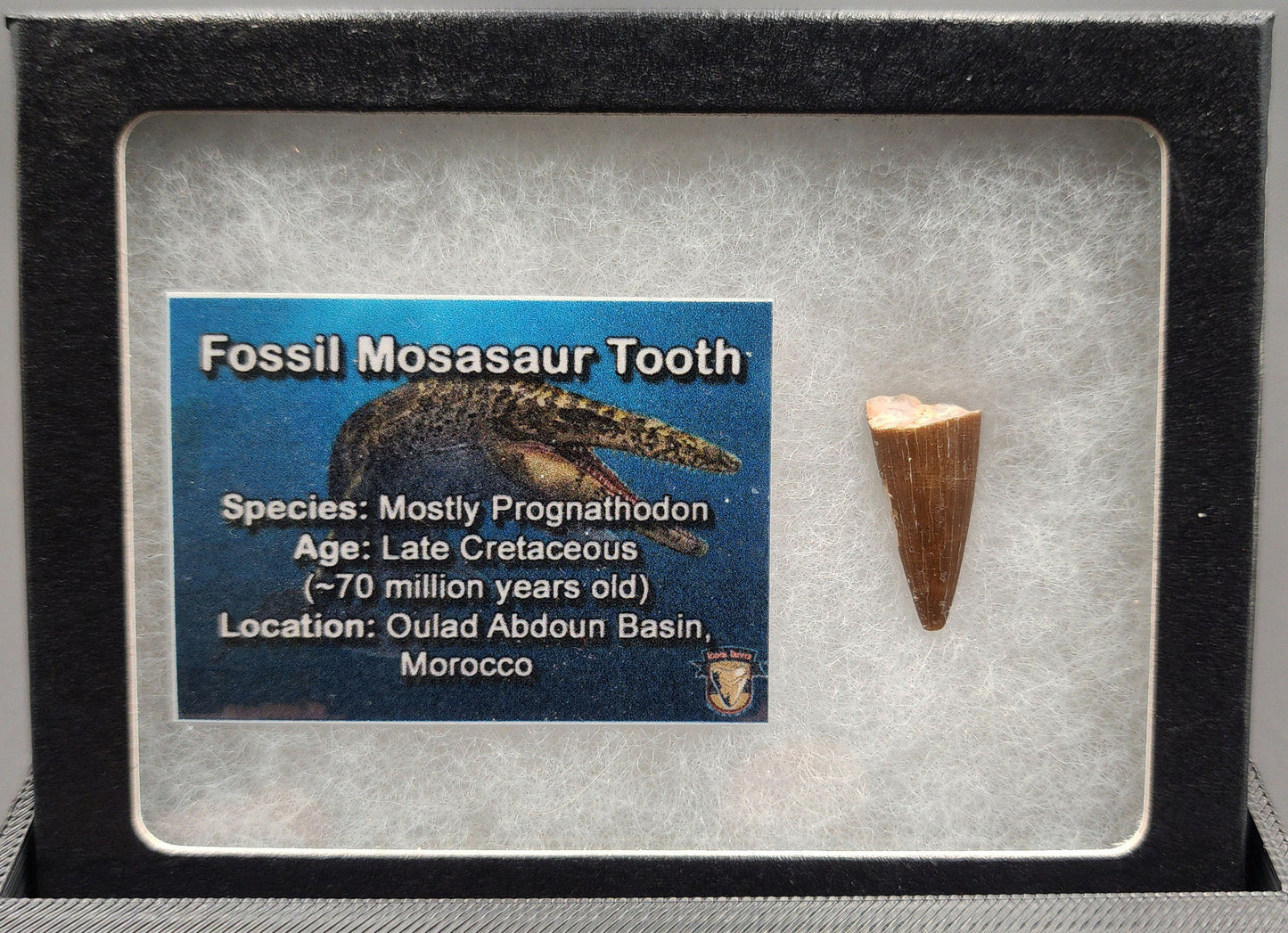 Authentic 0.87 inch Mosasaur tooth fossil – close‑up highlighting cone‑shaped crown, root structure, and natural texture