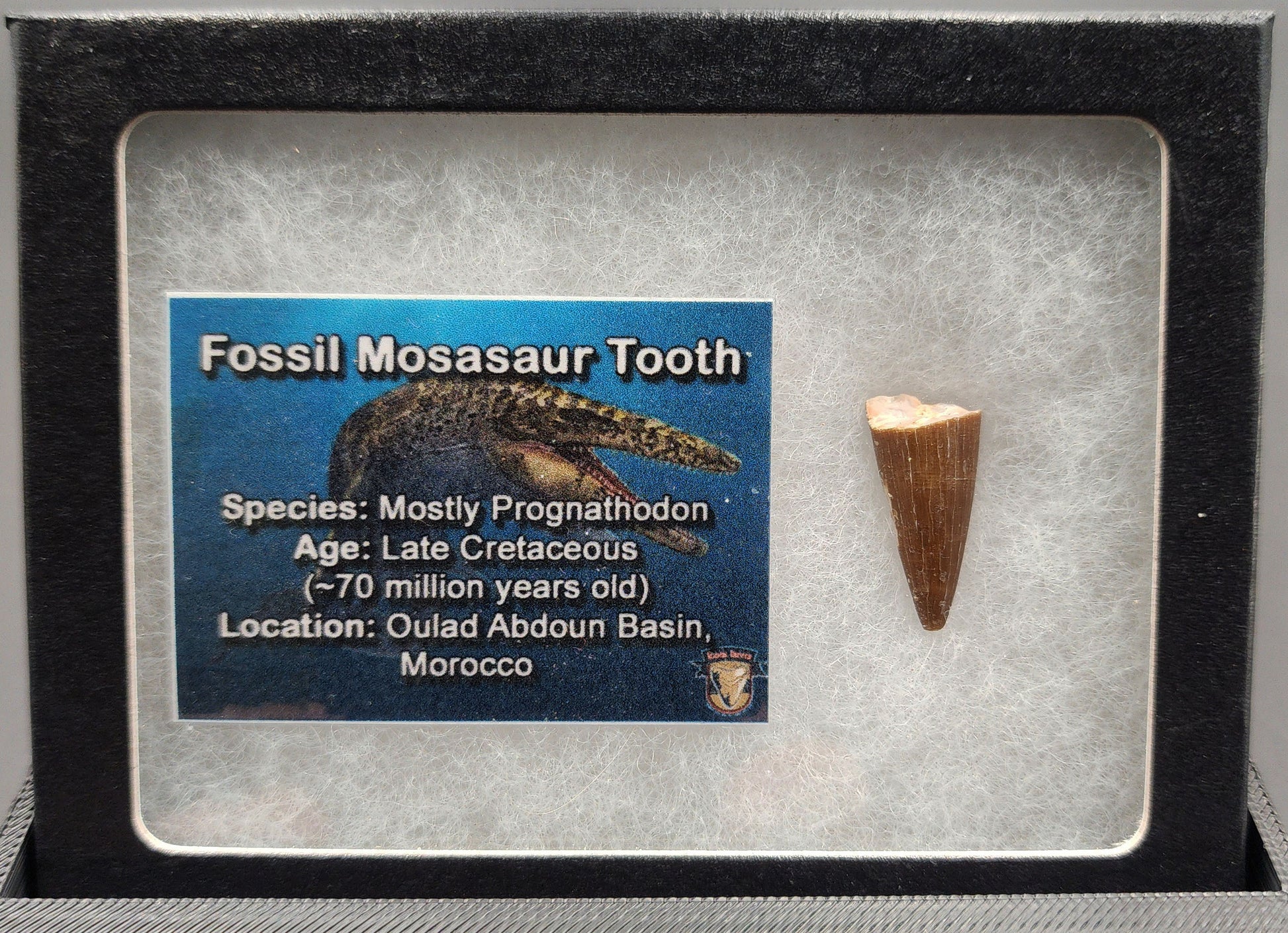 Authentic 0.87 inch Mosasaur tooth fossil – close‑up highlighting cone‑shaped crown, root structure, and natural texture